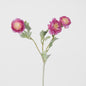 Ranunculus Stem With 3 Heads Pink 12 pcs
