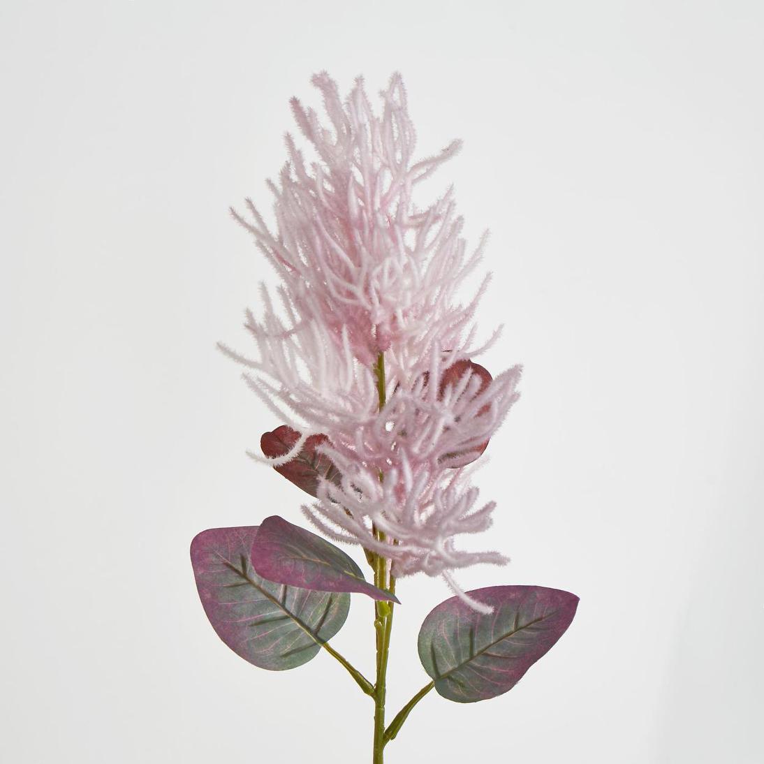 Smoke Bush Pink 3 pcs