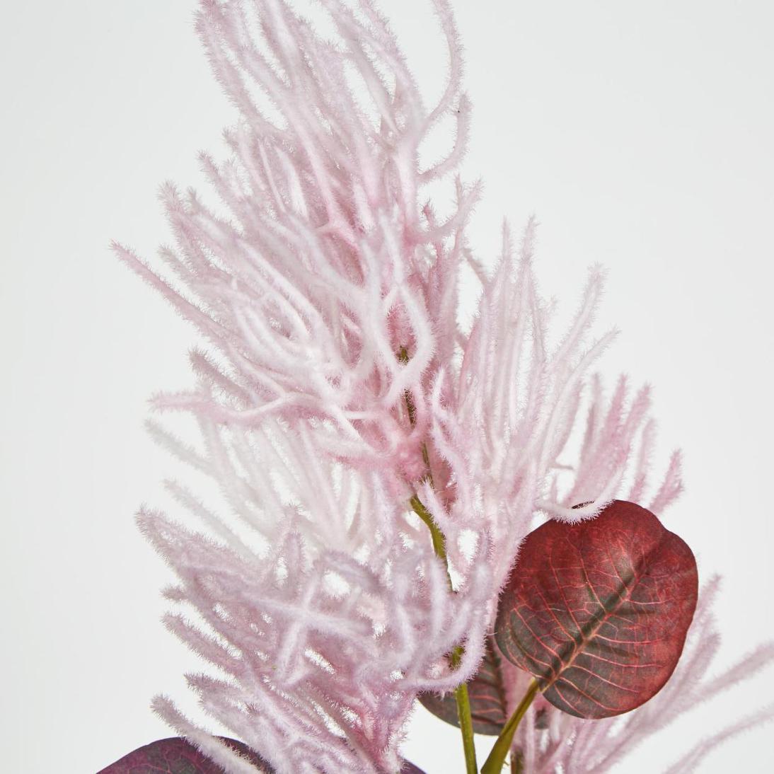 Smoke Bush Pink 3 pcs