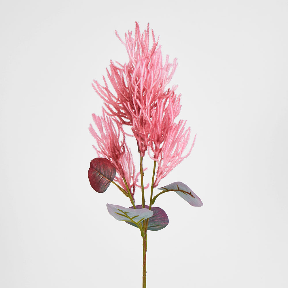 Smoke Bush Dark Pink 3 pcs