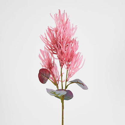Smoke Bush Dark Pink 3 pcs