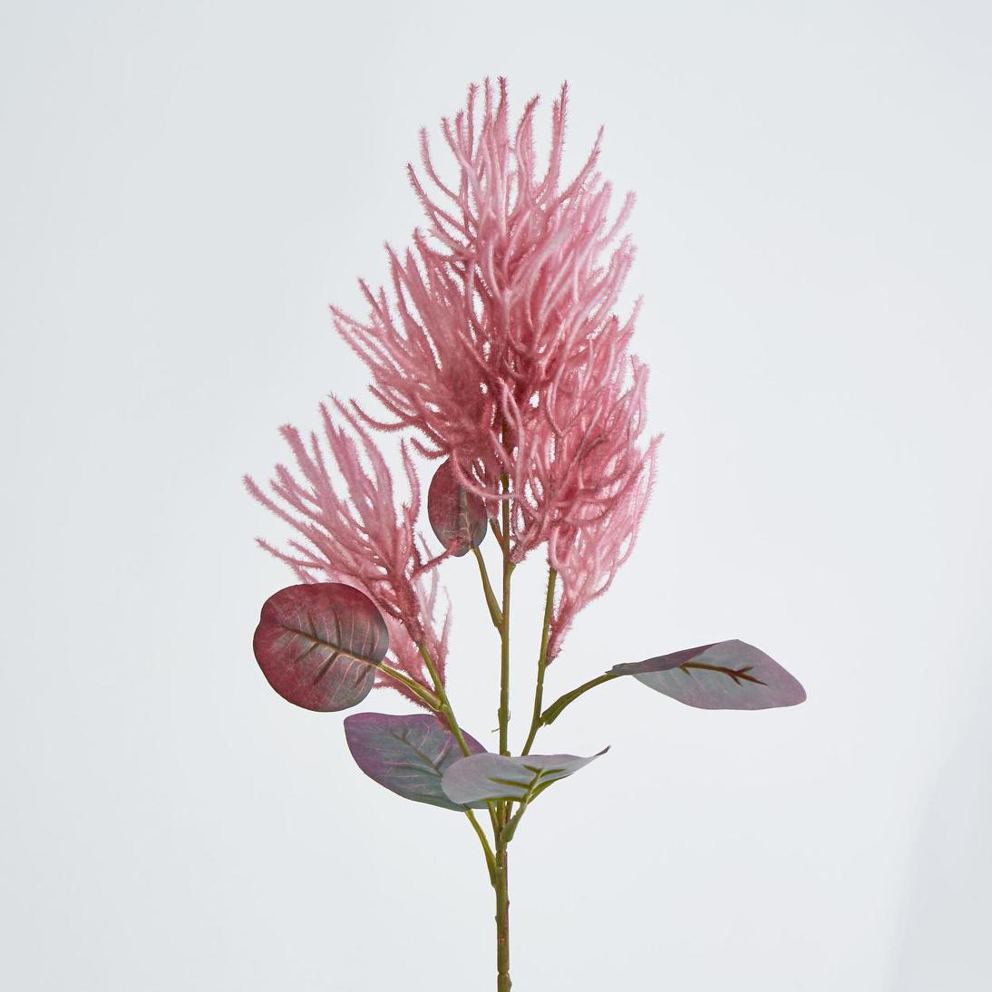 Smoke Bush Dark Pink 3 pcs