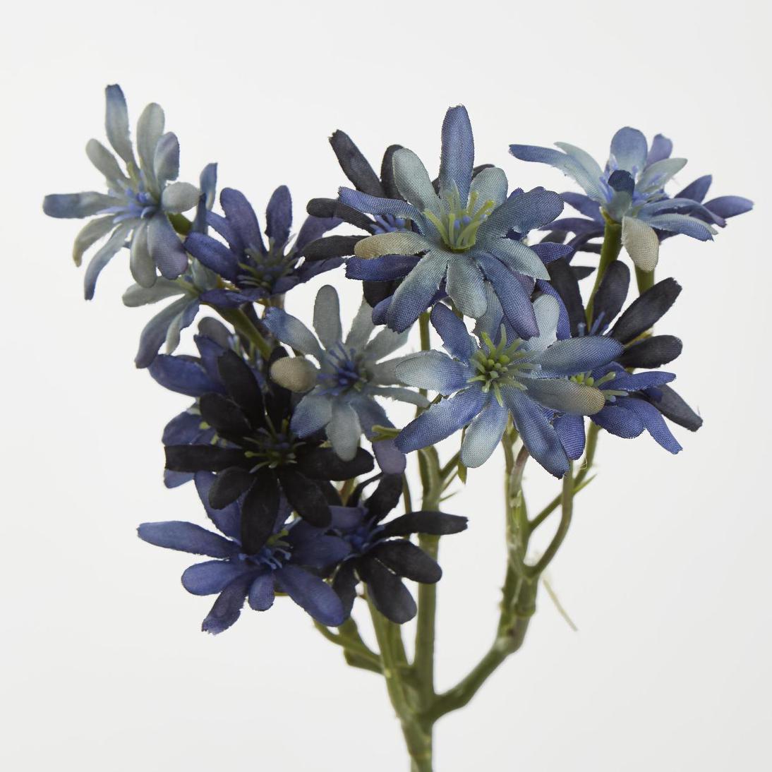 Sea Aster Blue 12 pcs