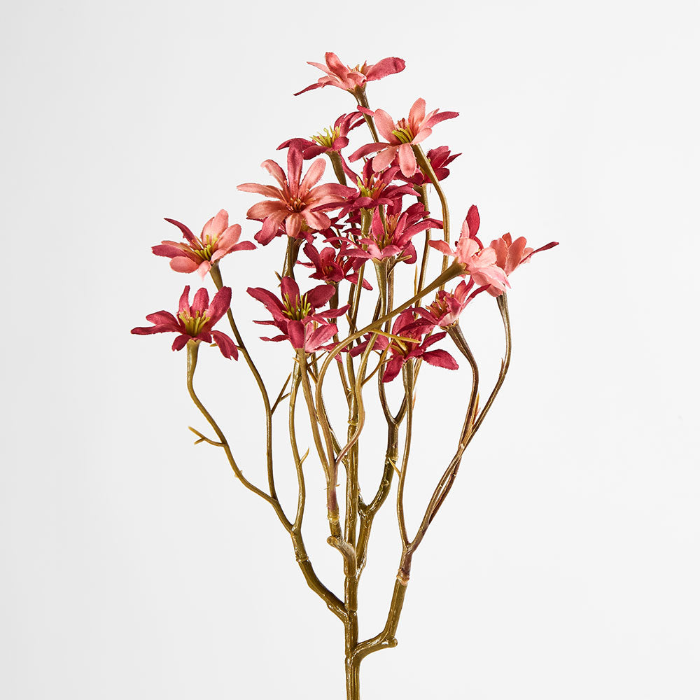Sea Aster Pink 12 pcs