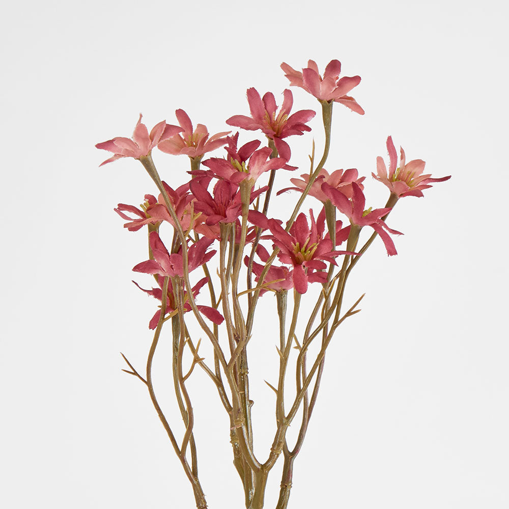Sea Aster Pink 12 pcs