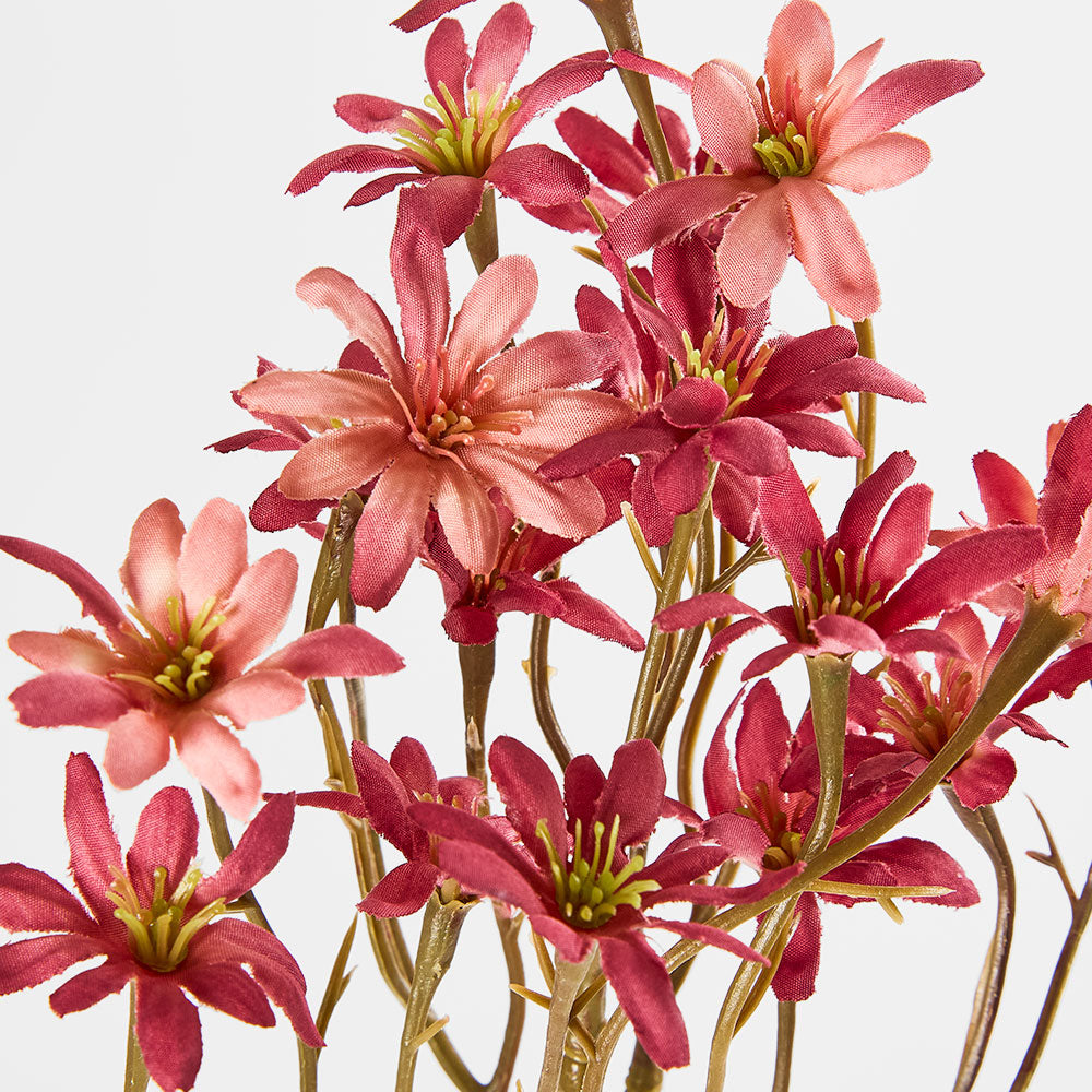 Sea Aster Pink 12 pcs