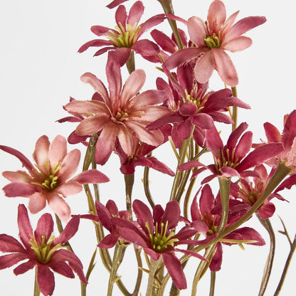 Sea Aster Pink 12 pcs