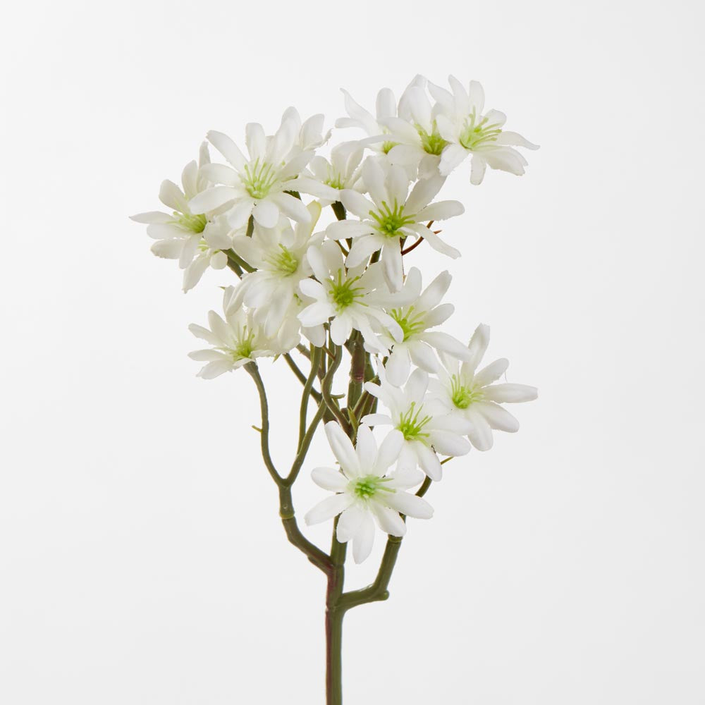 Sea Aster White 12 pcs