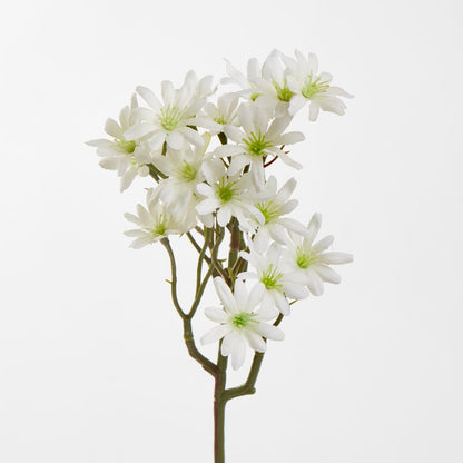 Sea Aster White 12 pcs