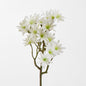 Sea Aster White 12 pcs