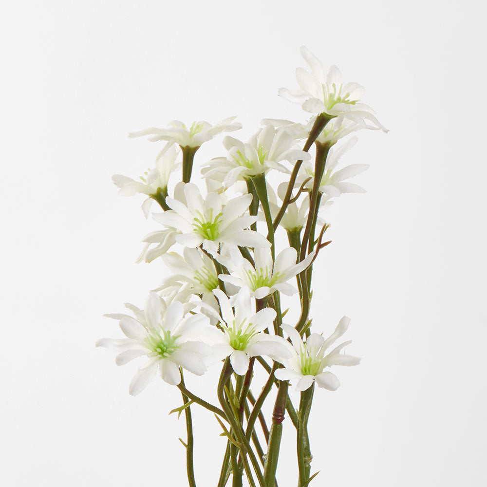 Sea Aster White 12 pcs