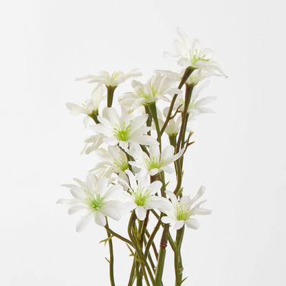 Sea Aster White 12 pcs