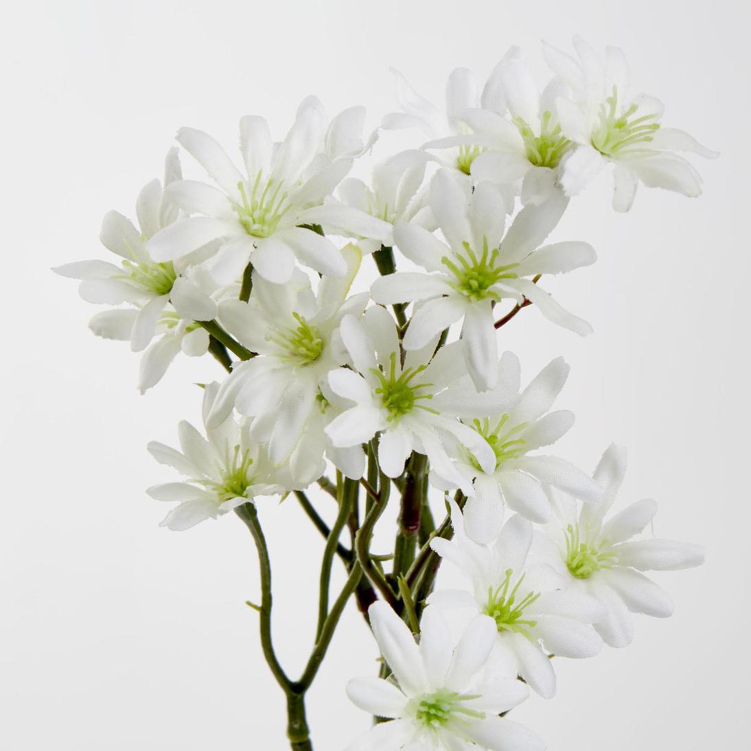 Sea Aster White 12 pcs