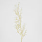 Podocarpus Grass Spray Beige 18 pcs