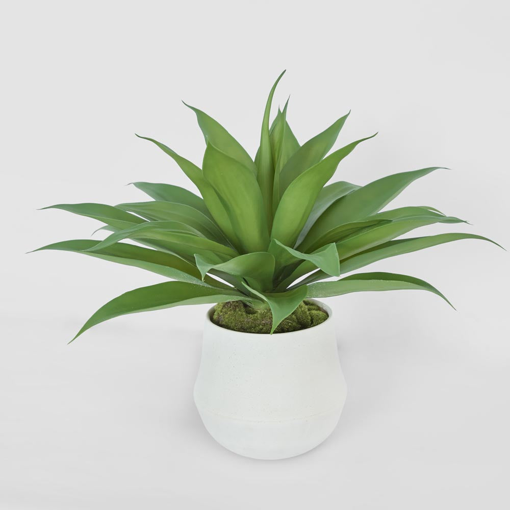 Giant Agave in Ana Planter