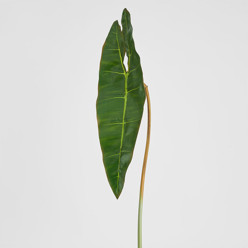 Philodendron Spiritus Sancti Leaf 81cm