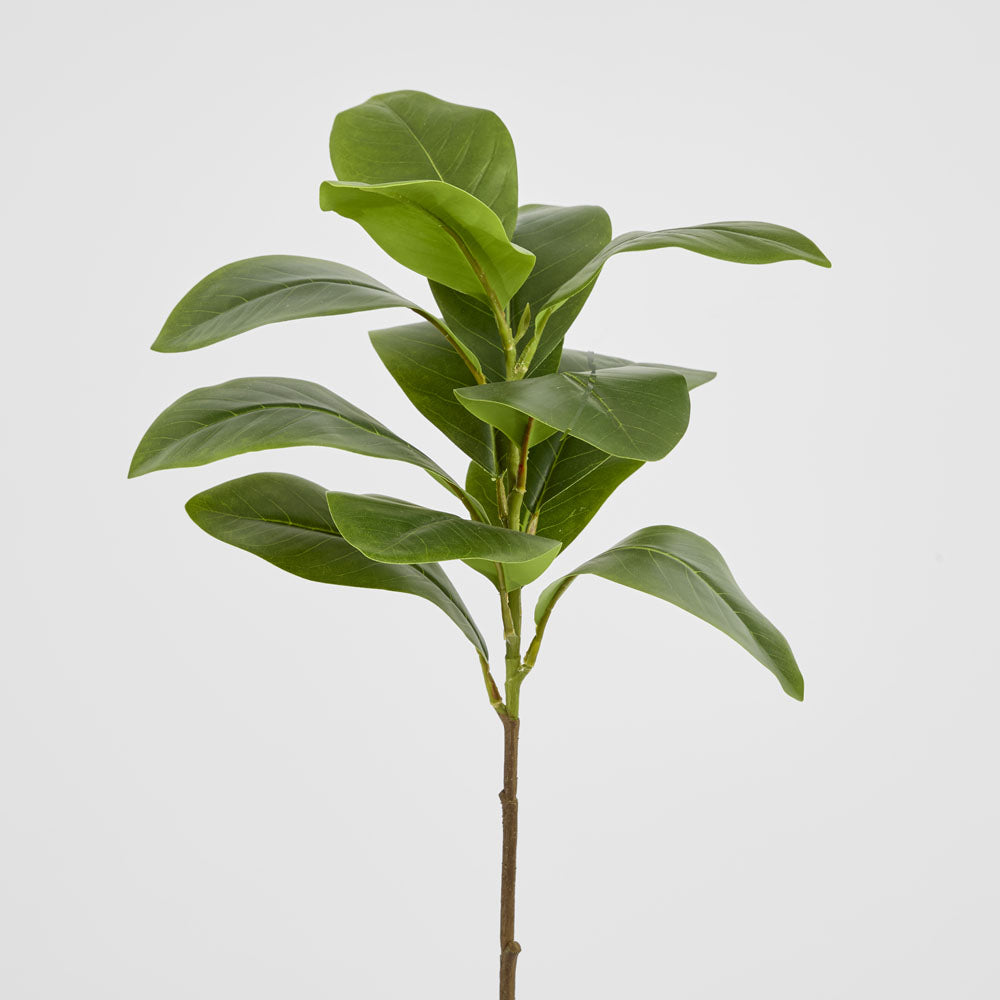 Magnolia Green Leaf Stem