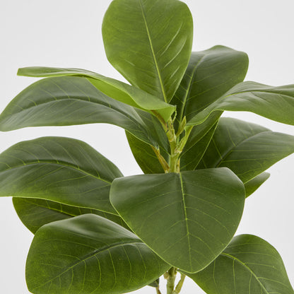 Magnolia Green Leaf Stem
