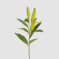 Lily Bud Stem
