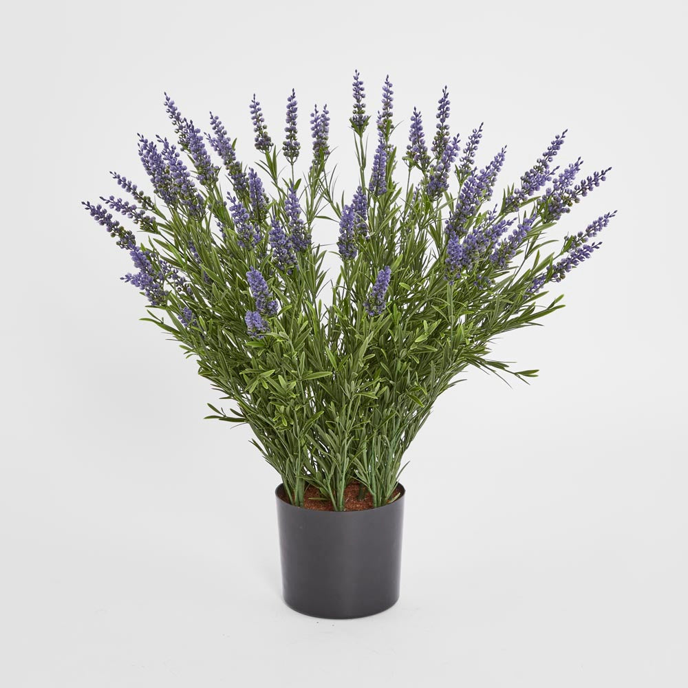 68cm Potted Lavender Bush
