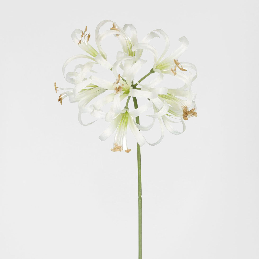 Nerine Lily Stem 61cm White