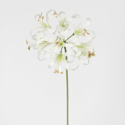 Nerine Lily Stem 61cm White