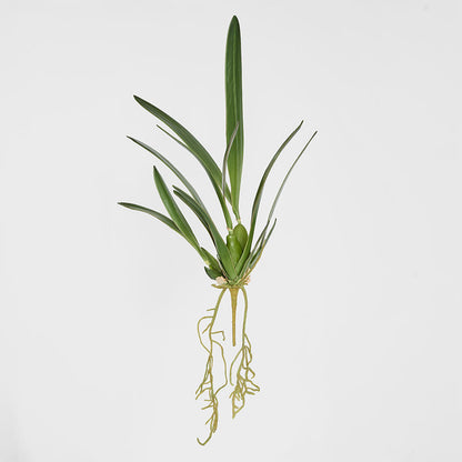 Spider Orchid Leaf W/Roots 65cm Green