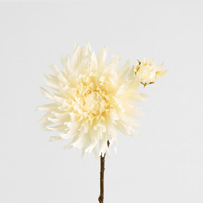 Mum Spray 78cm Cream 6 pcs