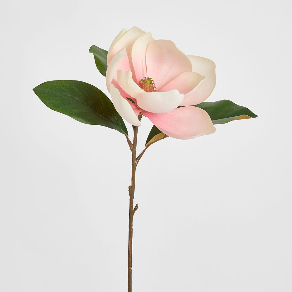 Soulangiana Magnolia Stem 60cm Pink 6 pcs