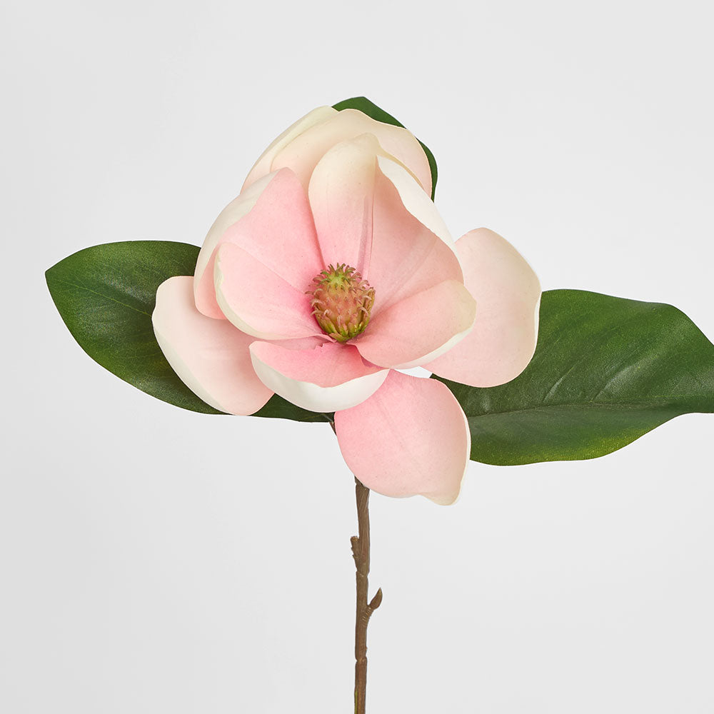 Soulangiana Magnolia Stem 60cm Pink 6 pcs