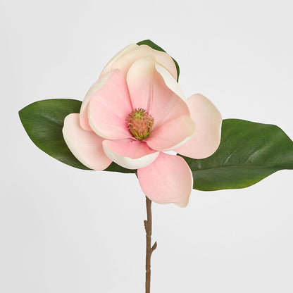 Soulangiana Magnolia Stem 60cm Pink 6 pcs