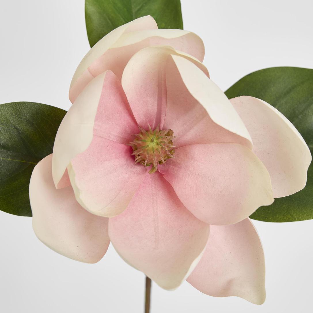 Soulangiana Magnolia Stem 60cm Pink 6 pcs
