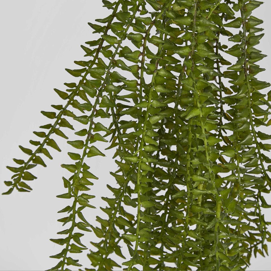 Clubmoss Hanging Vine 6 pcs
