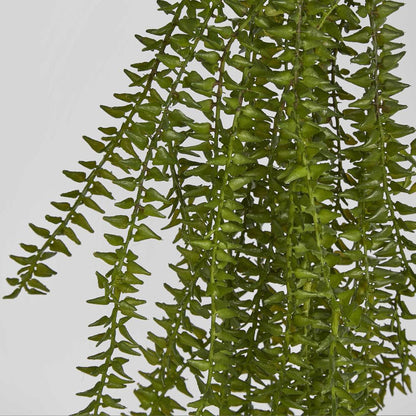 Clubmoss Hanging Vine 6 pcs
