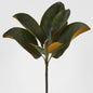 Magnolia Leaf Pick 36cm Green