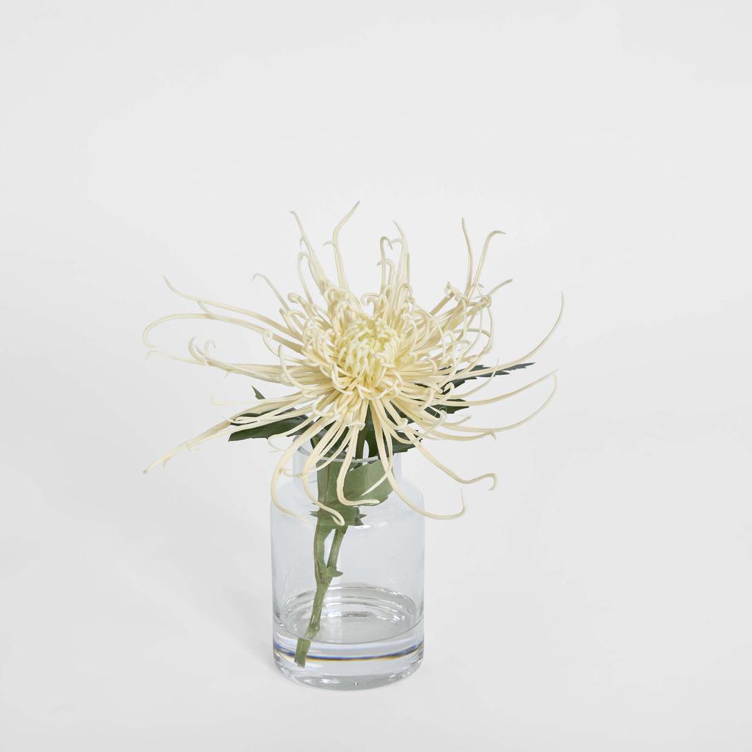 Spider Mum Stem in Vase 20cm Cream