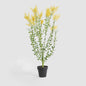 Mimosa bush 46cm in Black Pot