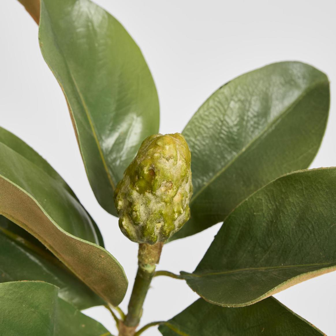 Magnolia Bud 60cm Green
