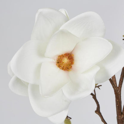 Magnolia With Full Blooms White 105cm