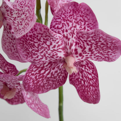 Vanda Orchid Stem 66cm Pink 3 pcs