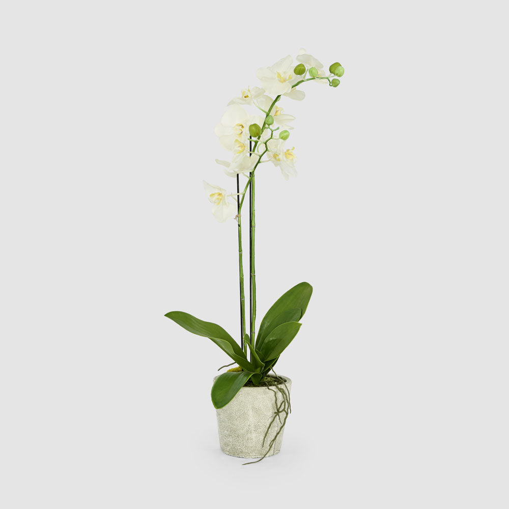 Orchid in Clay Pot 84cm White