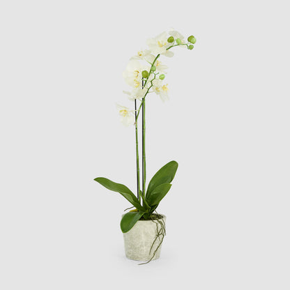 Orchid in Clay Pot 84cm White