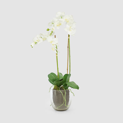 Orchid in Glass Vase 85cm White