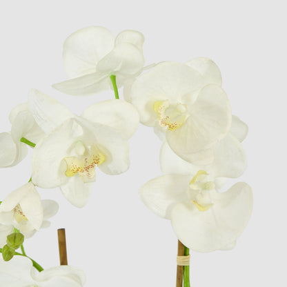 Orchid in Glass Vase 85cm White