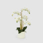 Orchid In Ceramic Pot Real Touch 71cm White