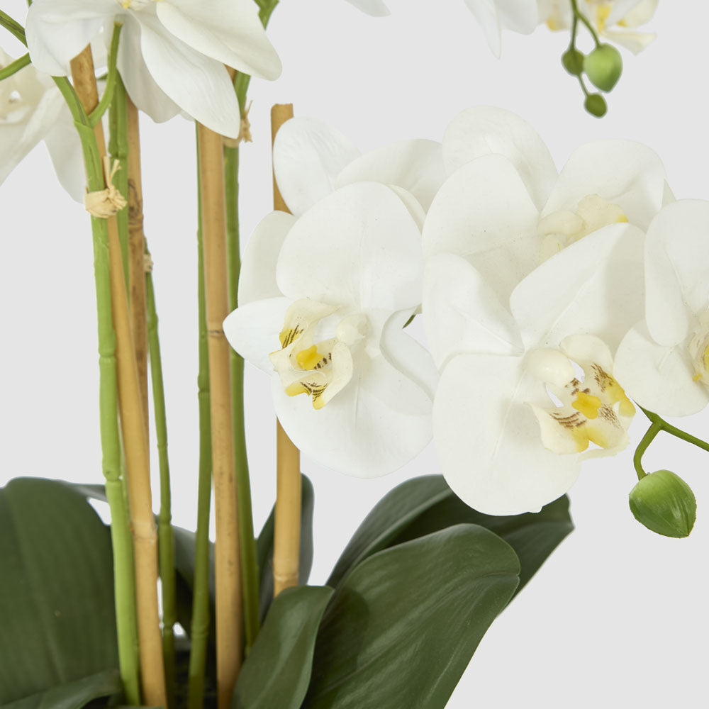 Orchid In Ceramic Pot Real Touch 71cm White