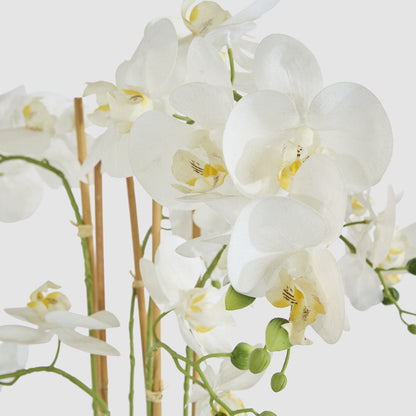 Orchid Potted Real Touch 71cm White