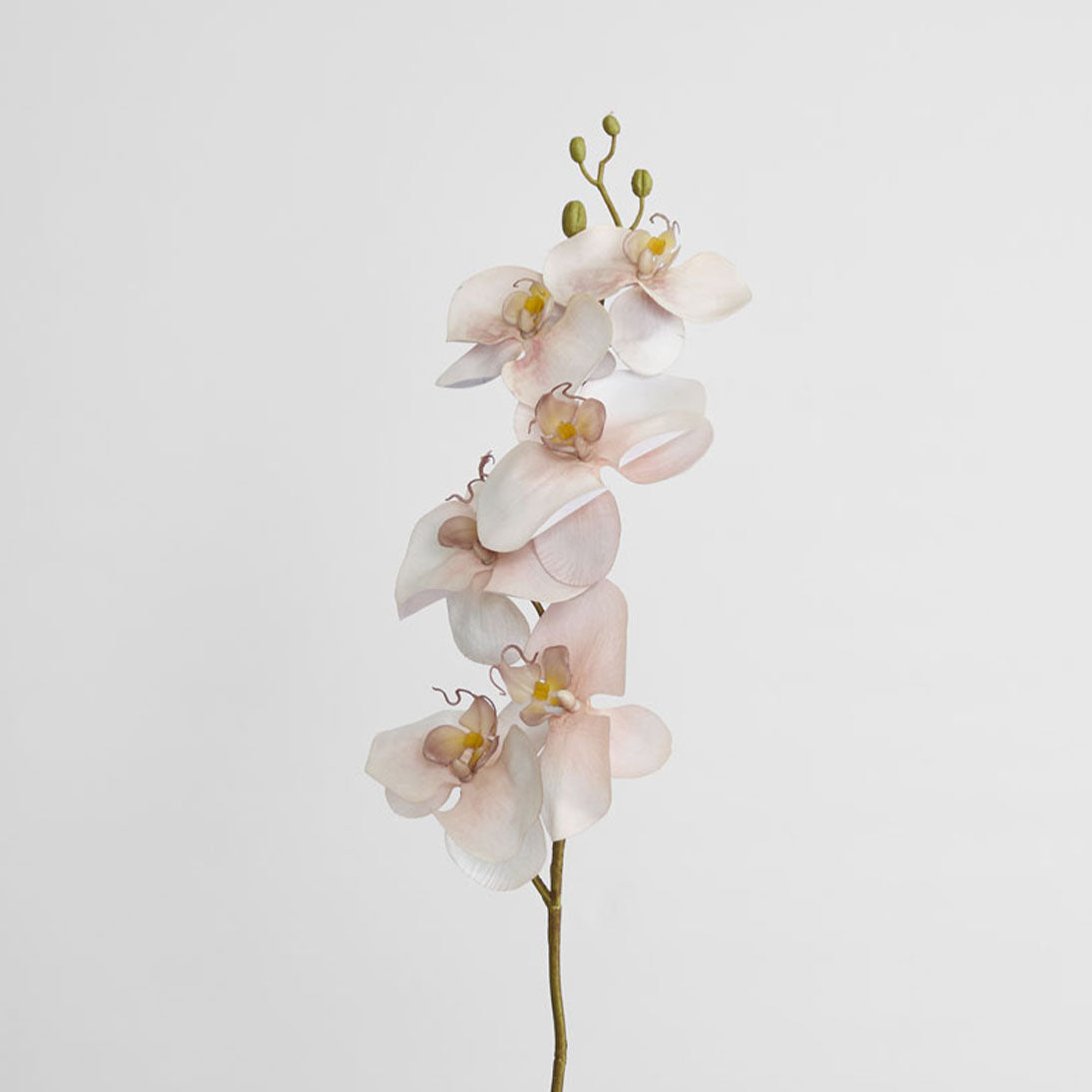 Orchid Single Phalaenopsis Stem 80cm Sunset 6 pcs