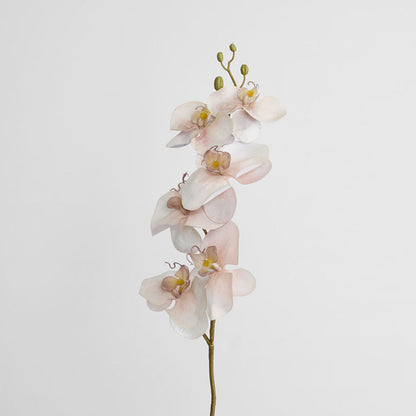 Orchid Single Phalaenopsis Stem 80cm Sunset 6 pcs