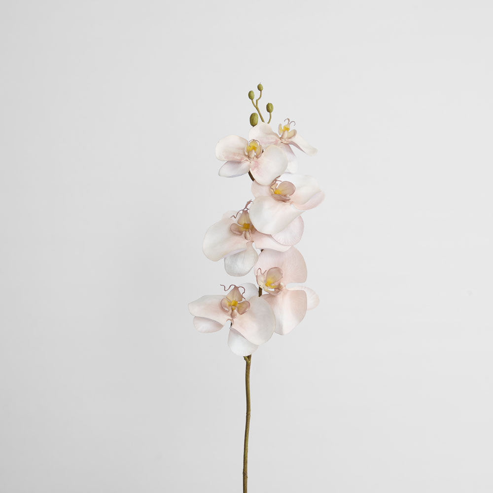 Orchid Single Phalaenopsis Stem 80cm Sunset 6 pcs